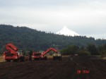 [sb_digging at Southern Bulbs.jpg]